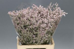 LIMONIUM SIN SEN P COLADA 70